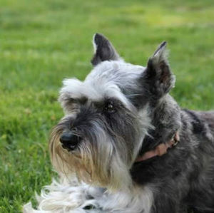 Meet your Posher, Adriana